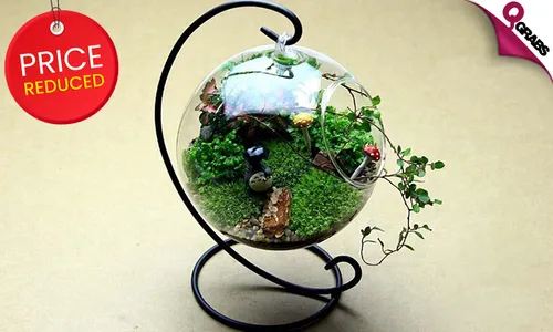 Hanging Glass Terrarium!